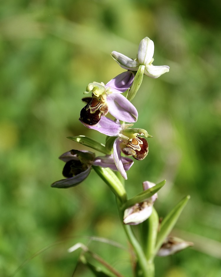 bee